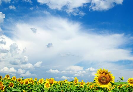 sunflower field over cloudy blue skyの写真素材
