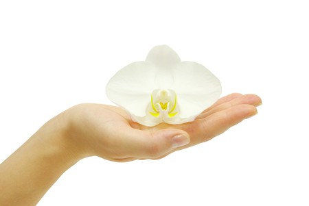Hand and orchid over isolated white backgroundの写真素材