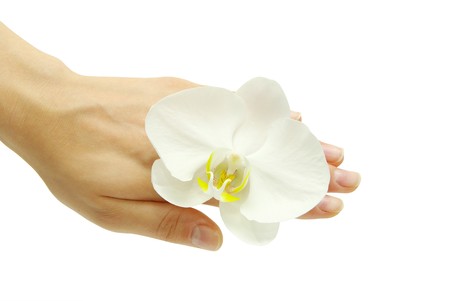 Hand and orchid over isolated white backgroundの写真素材