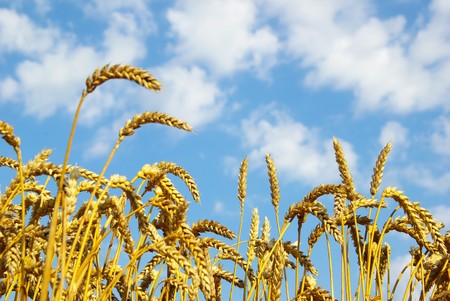 Field of wheat over blue skyの写真素材