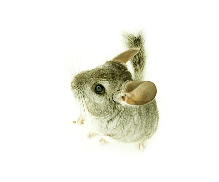 gray chinchilla isolated on whiteの写真素材