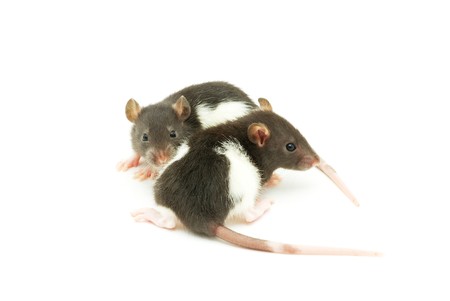 funny rat  isolated on white backgroundの写真素材