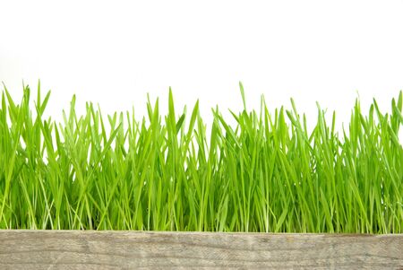 Green grass isolated on white backgroundの写真素材