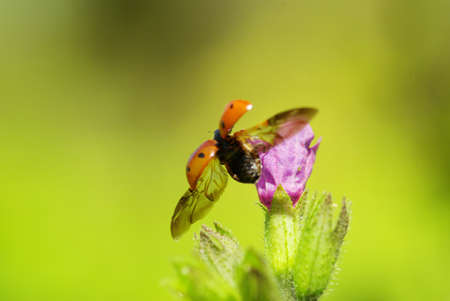  ladybug sitting on the blade of grassの写真素材
