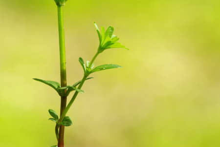 green leaves background in sunny dayの写真素材