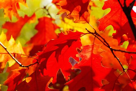 autumn leaves background in a sunny dayの写真素材