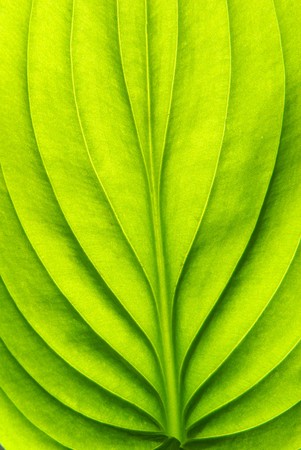 Texture of a green leaf as background