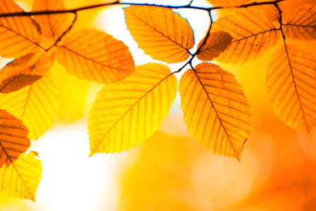 autumn leaves background in a sunny day の写真素材