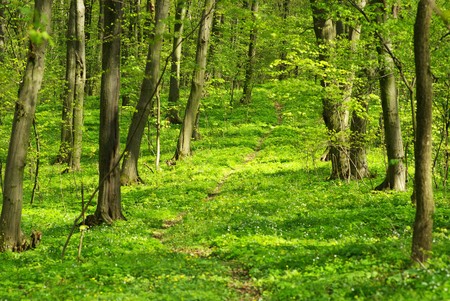 Early morning sun in the green forestの写真素材