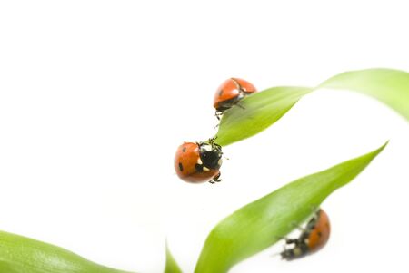 red ladybug on green grass isolatedの写真素材