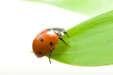 red ladybug on green grass isolated on white