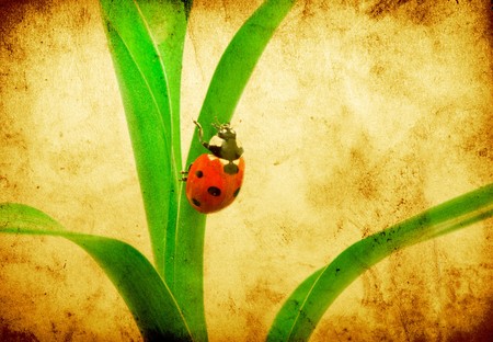 red ladybug on green grass isolated on grunge background 