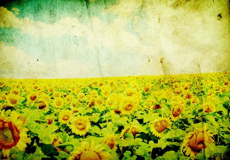 sunflower field over cloudy blue skyの写真素材