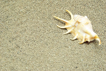 starfish and shells on the beach
