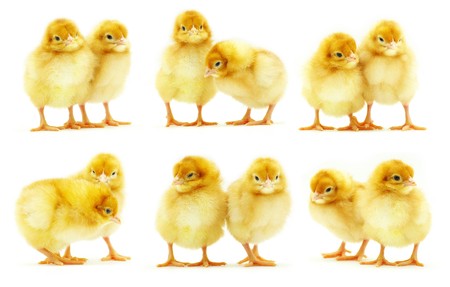 Cute little baby chicken isolated on white backgroundの写真素材