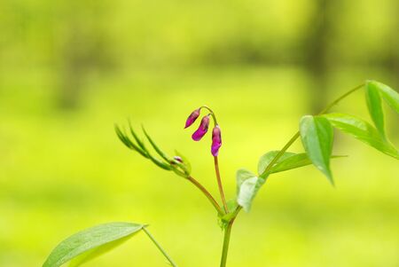pink spring flower on the forestの写真素材