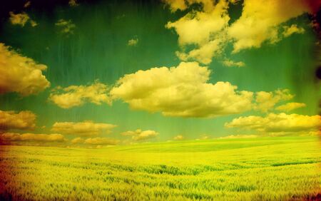 field on a background of the blue skyの写真素材