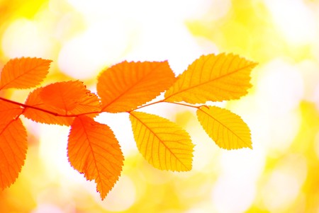 autumn leaves background in sunny day
