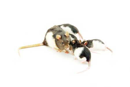 funny rat  isolated on white backgroundの写真素材