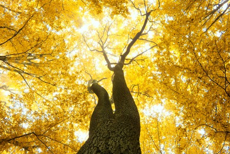 autumn leaves background in sunny day