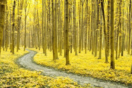 a path is in the autumn forest                                 の写真素材