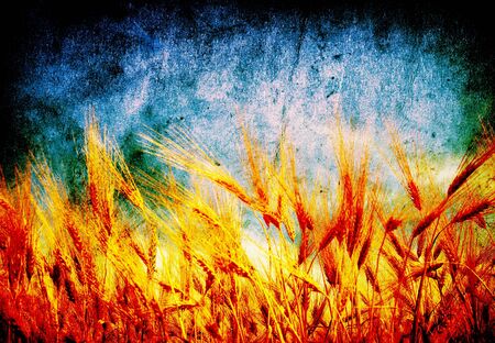 Wheat ears against the blue  skyの写真素材