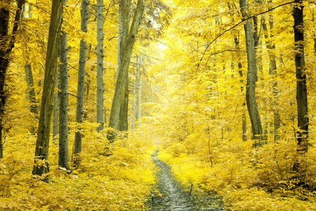 a path is in the autumn forest                                            の写真素材