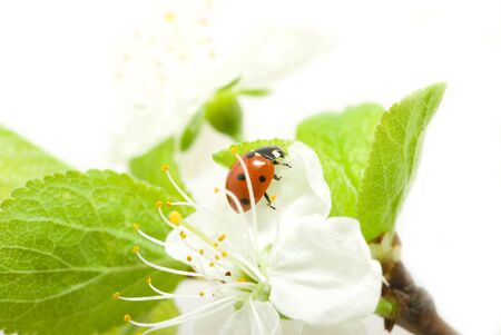   red ladybug on green grass isolatedの写真素材