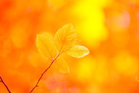 green leaves background in sunny dayの写真素材