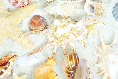 starfish and shells on the beachの写真素材