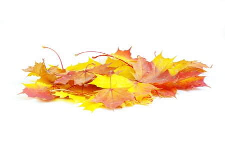 autumn maple leaves isolated on a whiteの写真素材