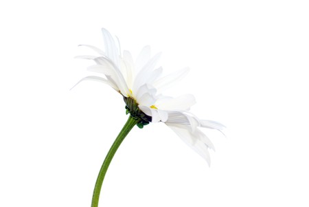 white chamomile isolated on whiteの写真素材