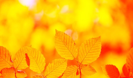 autumn leaves background in sunny day
