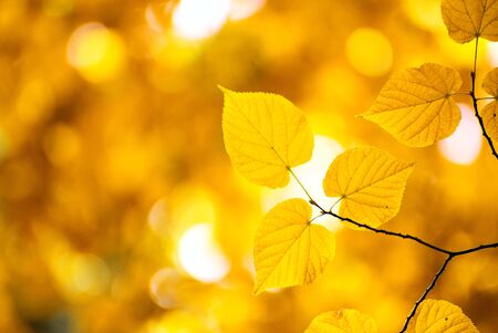 autumn leaves background in sunny dayの写真素材