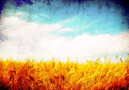 Wheat ears against the blue  skyの写真素材
