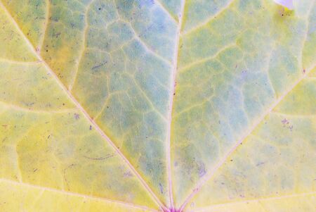Texture of a maple leaf as background