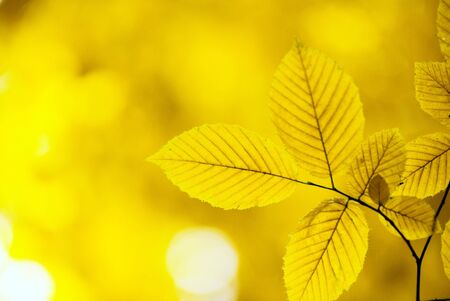 autumn leaves background in sunny dayの写真素材