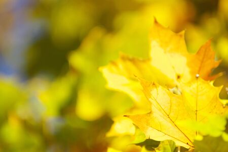 autumn leaves background in a sunny dayの写真素材