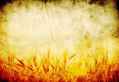 Wheat ears against the blue  skyの写真素材