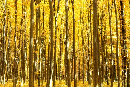 Early morning sun in the forestの写真素材