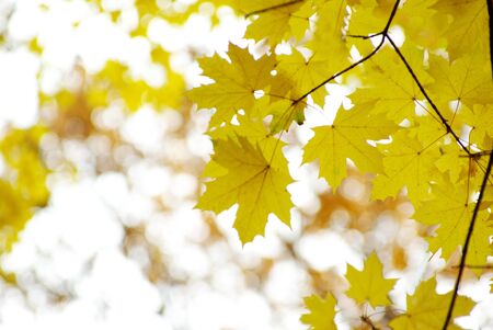 autumn leaves background in a sunny day