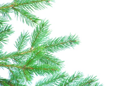 fir tree branches christmas decoration on white
