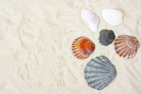 starfish and shells on the sand beach