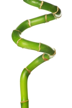 bamboo isolated on a white backgroundの写真素材