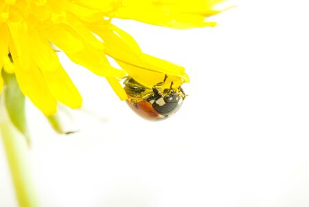red ladybug on green grass isolated