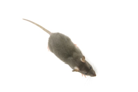 funny rat  isolated on white backgroundの写真素材