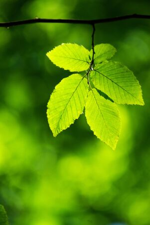green leaves background in sunny day