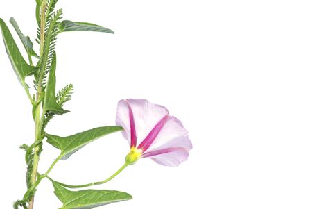 beautiful  flowers on white backgroundの写真素材