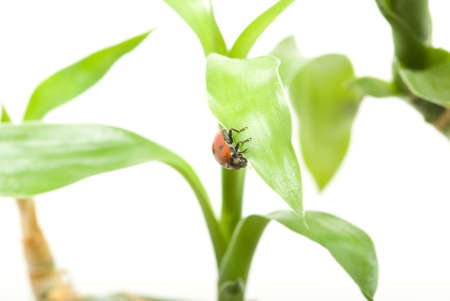 red ladybug on green grass isolatedの写真素材