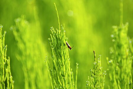 Dew drop on a blade of grass の写真素材